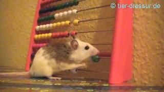 amazing mouse tricks