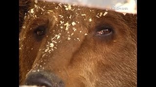 В Самаре объявился владелец оставленных на стоянке медведей