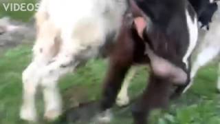 Колокольчики 720p