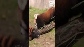 Red Panda Cub Learning to Climb - Cincinnati Zoo #Shorts