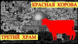 Красная Корова - Третий Храм (запись трансляции)