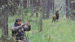 Как подвабить царя оленей - How to lure the king's deer - wildlife