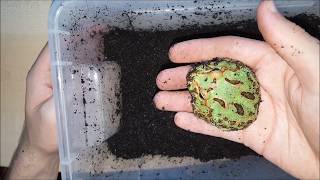Come accudire/allevare una Rana Pacman (Ceratophrys sp.)