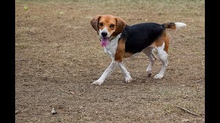 Bartosiak: Trading Petmed Express’s (PETS) Earnings with Options