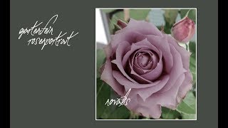 Rose Novalis | Kordes | gartenfein [HD]