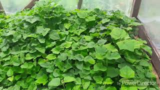 Саженцы Павловнии в теплице,  Pawlovnia saplings 10.06.2019.