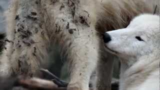 Grooming wolves