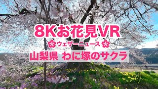 8Kお花見VR「山梨県・わに塚のサクラ」ウェザーニュース／sakura VR