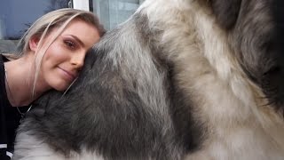 Caucasian Shepherd Cuteness - One of the biggest dogs in the world (Caucasian Ovcharka)