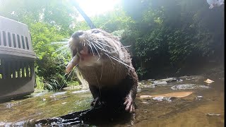 カワウソさくら カワウソと川に行ったら野生が爆発した When the otter went to the river, it became wild