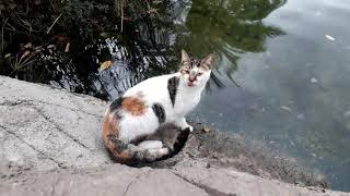 Аланья. Парк кошек в Аланье! Где живут кошки в Аланье? Kedi evi! Репортаж первый!