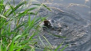 Нерест линя в реке _ лето 2014 / Tench spawning on the river _ summer 2014