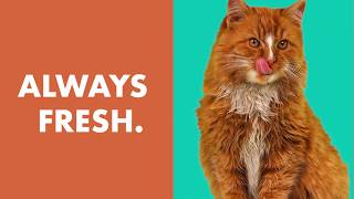 IAMS™ PERFECT PORTIONS™ Wet Cat Food