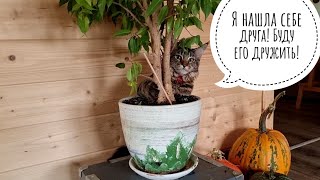 Кошка Морошка кошмарит домашнее дерево. История про то, как она вчера чуть до инфаркта не довела