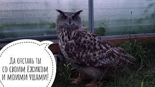 Встать в 3 часа ночи (утра!) водички попить и пойти гулять в тумане к сове в гости