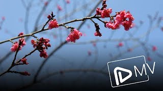 Tình ca Tây Bắc - Vũ Thắng Lợi ft. Mỹ Dung