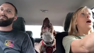 Rescued dog now entertains mom with hilarious screams - screaming staffy