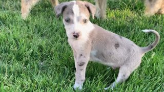 Breeder rejected this puppy because he walks like ballerina
