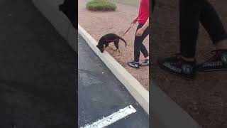 Cuzz the dog licked her feet