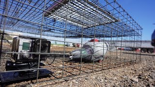 I PUT A GOPRO IN MY PIGEON TRAP!