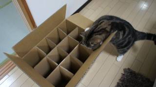 入れない箱とねこ。-The box which Maru can't enter.-