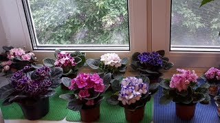 Фиалки промышленных сортов! За и против!