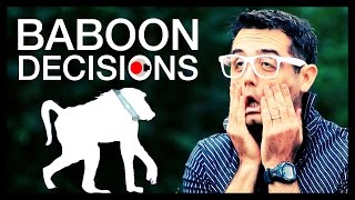 Who Decides Where A Baboon Troop Goes and Why That Even Matters