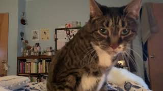 Purr machine sitting on my chest - January 2, 2020