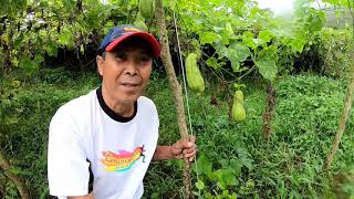 Chayote Farm Tour - Pastime of a Senior Citizen