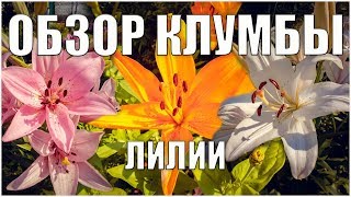 Обзор клумбы // Лилии // Жизнь в деревне