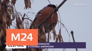 В Москву прилетели первые снегири - Москва 24