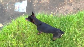 chihuahua RUSSIAN TOY TERRIER - 2.smallest and cutest dog :D chihuahua "ULA"