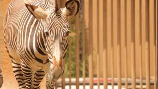 Anima 3D shot  with Canon T2i and 55-250mm EF-S IS telephoto zoom lense at zoo