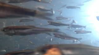 Anchovies at the Sea Aquarium Monterery