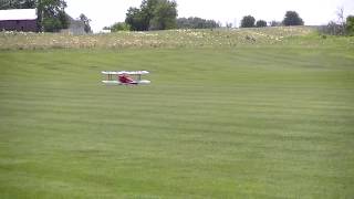 Gary's Tiger Moth