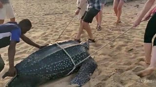 Спасение огромных черепах. Люди спасли самую большую черепаху в мире и сняли на камеру редкие кадры