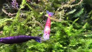 Red onyx Neocaridina and red scorpion Caridina