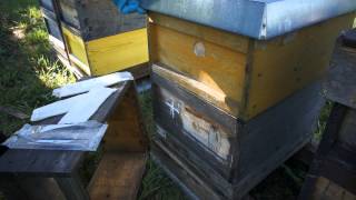 MAQS beehive strips