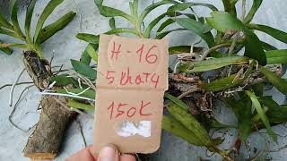 Lan Rừng Bình Thuận Trung Hiếu |Bao ship Quế T4 Đang nụ hoa (30/1/20)