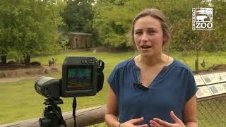 Cincinnati Zoo Tests New Technology to Assess Animal Health from a Distance
