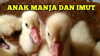 ANAKAN ANGSA / SOANG BERPISAH DENGAN INDUKNYA. PERBAIKAN KANDANG YANG SUDAH TUA