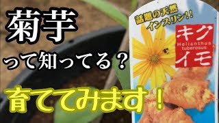 【誰にでもデキる！素人のゆる～い家庭菜園】菊芋キクイモを植えてみた！