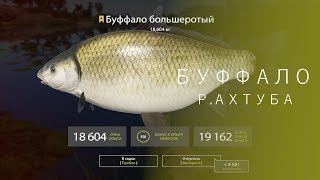 РУССКАЯ РЫБАЛКА 4 | RF4 - БУФФАЛО БОЛЬШЕРОТЫЙ, Р.АХТУБА