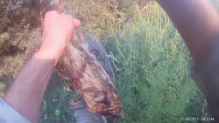 Охота с пневматикой Hatsan 125.  4-Пули H&N Baracuda Hunter 4,5mm.177cal и 3-фазанчика за 10минут.