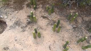 New Cuttings of San Pedro Cactus Arizona  Ebay Peruvian religious spirit plants mescaline