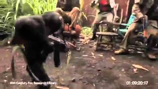 шимпанзе и калашников.flv