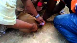 pig castration