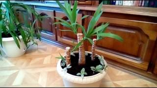 Юкка выросла до потолка.Что делать дальше?(ЧАСТЬ-1)