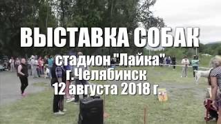 Выставка собак 12 08 2018