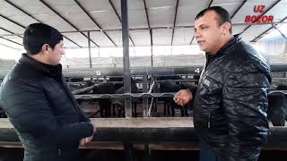 Қўй боқиш сирлари нима қилса тез фойдага киради 1қисм